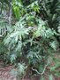vignette Philodendron lacerum