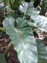 vignette Philodendron melinonii
