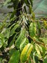 vignette Philodendron surinamense