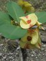 vignette Euphorbia millii 'Roseana' ?