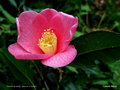 vignette Camellia de semis , japonica ou hybride