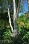 vignette Betula albosinensis