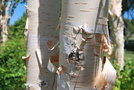 vignette Betula albosinensis