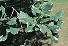 vignette Quercus robur 'Pulverulentum'