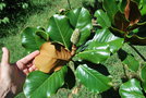 vignette Magnolia grandiflora 'D. D. Blanchard'