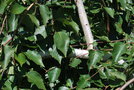 vignette Betula nigra 'Summer Cascade'