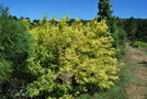vignette Salix alba 'Aurea'