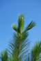 vignette Pinus palustris