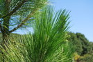 vignette Pinus palustris