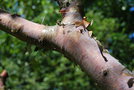 vignette Betula albosinensis 'Blason'