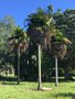 vignette Jardin Botanique de Cienfuegos - Copernicia macroglossa