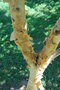 vignette Betula ermanii cv.