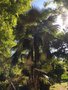 vignette Jardin Botanique de Cienfuegos - Coccothrinax argentea