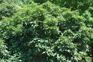 vignette Quercus ciliaris