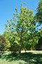 vignette Sorbus 'Bois Marquis'