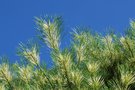 vignette Pinus densiflora 'Oculus Draconis'