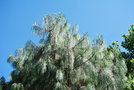 vignette Pinus patula