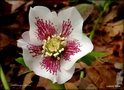 vignette Helleborus x hybridus ex : hellébore orientalis