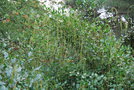 vignette Itea ilicifolia