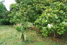vignette Sabal minor & Magnolia grandiflora
