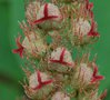 vignette Mallotus japonicus / Euphorbiaceae / Chine,Corée,Japon