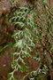 vignette Hymenophyllum javanicum