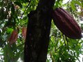 vignette Theobroma cacao (feuilles et fruit)