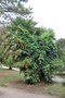 vignette Trachycarpus fortunei & Ipomoea learii