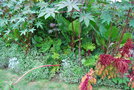 vignette Philodendron selloum