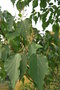 vignette Mallotus japonicus / Euphorbiaceae / Japon