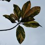 vignette Magnolia grandiflora 'Variegata'