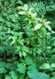 vignette Huodendron biaristatum /Styracaceae / Chine
