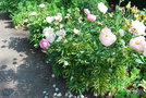 vignette Paeonia 'Coral and Gold'