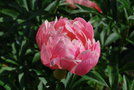 vignette Paeonia 'Coral and Gold'