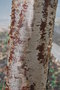 vignette Chionanthus retusus / Oleaceae / Chine,Core,Japon