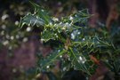 vignette Ilex aquifolium 'Monstrosa'