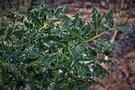 vignette Ilex aquifolium 'Monstrosa'