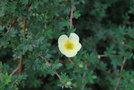 vignette Potentilla fruticosa 'Primrose Beauty'