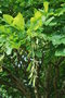 vignette Cladrastis kentukea / Fabaceae / USA