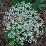 vignette Viburnum betulifolium