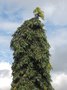 vignette Polyalthia longifolia 'Pendula'