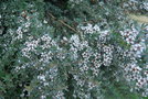 vignette Leptospermum myrtifolium 'Silver Sheen'