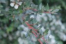 vignette Leptospermum myrtifolium 'Silver Sheen'