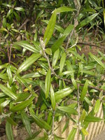 vignette Corokia buddlejoides