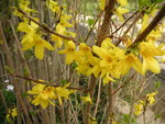 vignette Forsythia