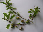 vignette Prunus -  Prune prcoce