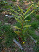 vignette Hedychium sp CHB06.VI23