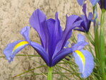 vignette Iris x hollandica (Iris de Hollande)