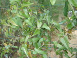vignette Smilax aspera (Salsepareille (Plante  Schtroumpfs !))