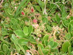 vignette Aptenia cordifolia (Aptnie  feuilles en coeur)